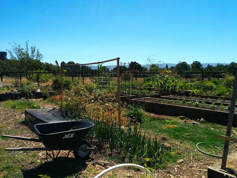 Stanford Community Garden
